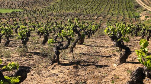 Weinbau im El Biezo